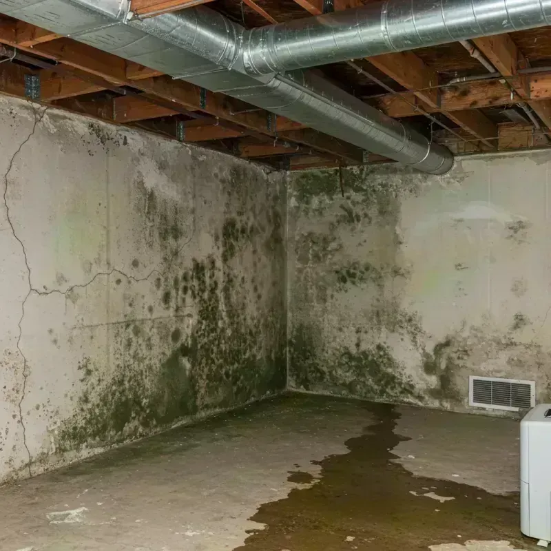 Professional Mold Removal in Scott City, KS